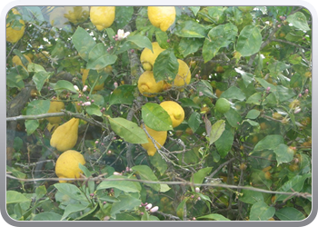 120_citrusfruit_overal