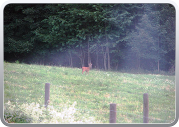 613a Een bambi in de verte