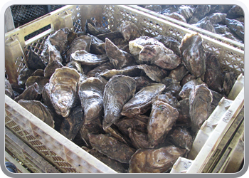 083 het verwerken van de oesters (9)