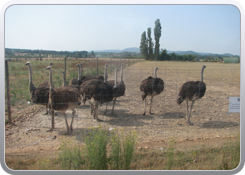 148 Op naar de struisvogels