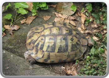 686 De huisdieren op een terrasje in Kinheim