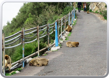 044 Gibraltar (31)