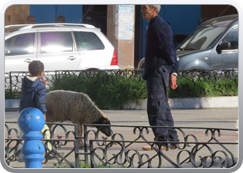 058 Ik 4 hondjes zij een schaap (2)