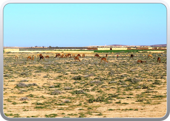 082 Van Marrakech naar Tifnit (3)