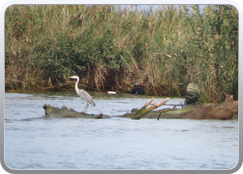 019 Ebre (39)