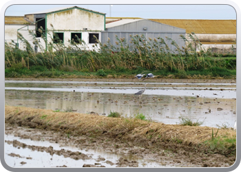 21 Ritje door Delta del Ebre (19)