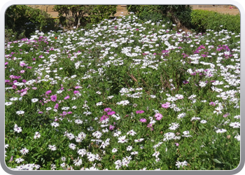 165 De Andalusische tuin in de kasbah (11)