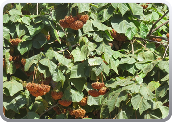 165 De Andalusische tuin in de kasbah (13)