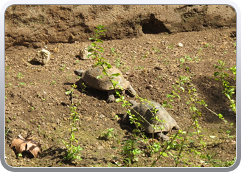 165 De Andalusische tuin in de kasbah (5)