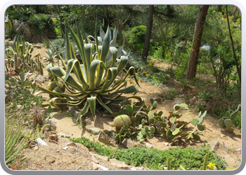 Plantentuin Blanes (11)