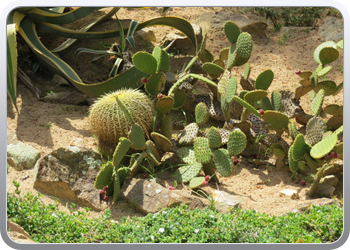 Plantentuin Blanes (12)