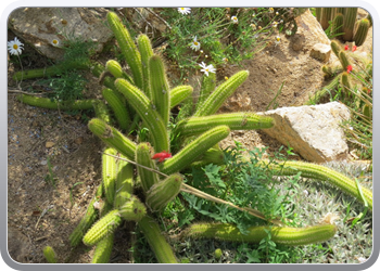 Plantentuin Blanes (13)