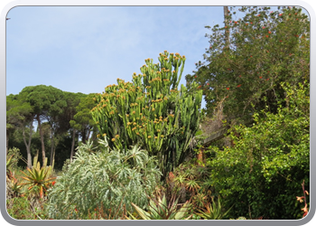 Plantentuin Blanes (14)