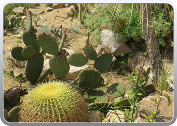 Plantentuin Blanes (18)