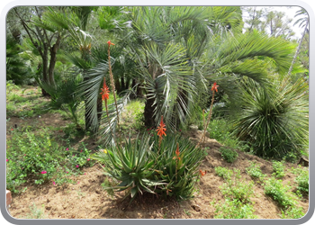 Plantentuin Blanes (25)