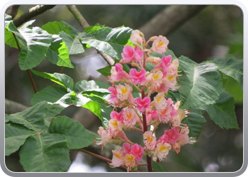 Plantentuin Blanes (35)