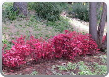 Plantentuin Blanes (36)