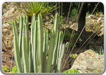 Plantentuin Blanes (4)