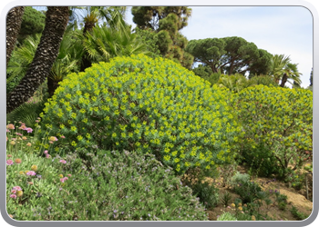 Plantentuin Blanes (52)