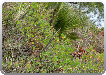 Plantentuin Blanes (56)