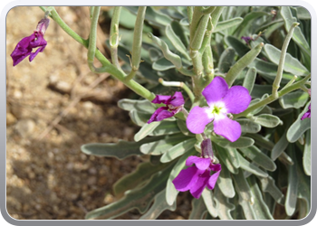 Plantentuin Blanes (57)