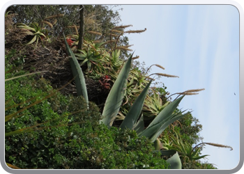 Plantentuin Blanes (60)