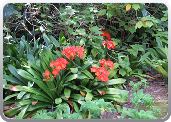 Plantentuin Blanes (65)