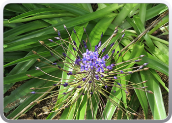 Plantentuin Blanes (68)