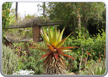 Plantentuin Blanes (7)