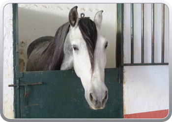 011 Paarden in de manege van Anna Resque  (2)