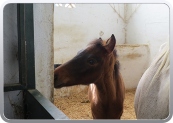 011 Paarden in de manege van Anna Resque  (6)