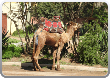 1 nieuwe medina agadir (1)