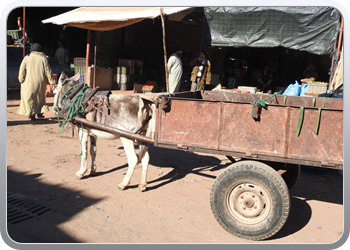 040 Markt Taroudant (14)