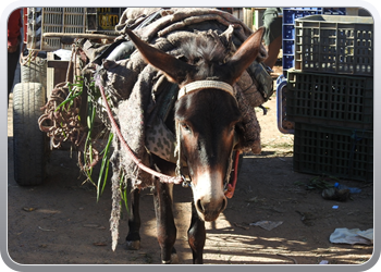 040 Markt Taroudant (15)