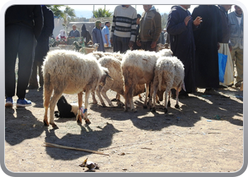 040 Markt Taroudant (28)