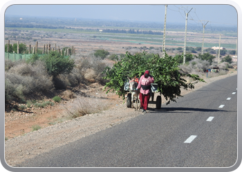 033 van Taliouine naar Taroudant (29)