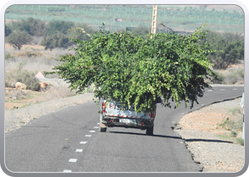 033 van Taliouine naar Taroudant (31)