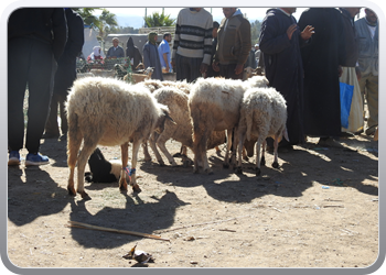 040 Markt Taroudant (28)