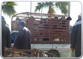 040 Markt Taroudant (29)