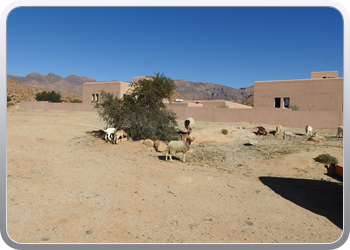 041 Tafraoute (20)