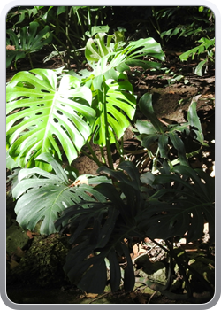 027 botanische tuin Malaga (4)