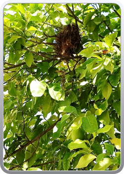 028 botanische tuin Malaga (47)