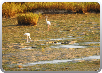 071 Laguna bij Akhfenir (28)