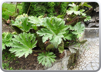 001 quinta de regaleira (160)