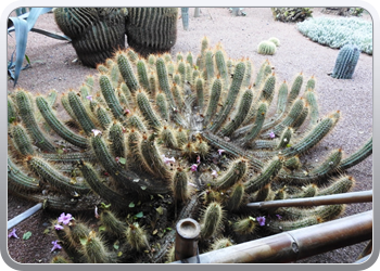 001 Jardin Majorelle (12)