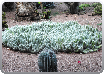 001 Jardin Majorelle (13)