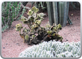 001 Jardin Majorelle (14)