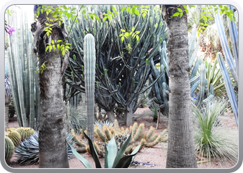 001 Jardin Majorelle (16)