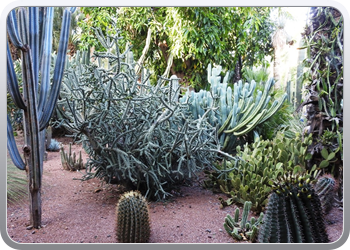 001 Jardin Majorelle (17)