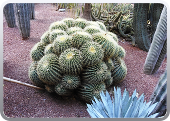 001 Jardin Majorelle (20)